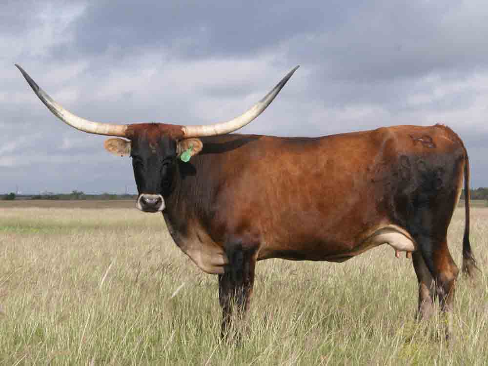 Rocking O Longhorns texas longhorn cattle for sale Austin, Texas Longhorn cattle, bulls